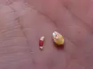 [TodoMarino.com] a quien pertenece esta muda?