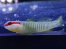 [TodoMarino.com] Nueva llegada - Peces, Corales y Esquejes!