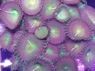 [TodoMarino.com] Nueva llegada - Peces, Corales y Esquejes!
