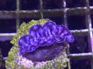 [TodoMarino.com] Nueva llegada - Peces, Corales y Esquejes!