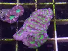 [TodoMarino.com] Nueva llegada - Peces, Corales y Esquejes!
