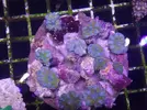 [TodoMarino.com] Nueva llegada - Peces, Corales y Esquejes!