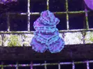 [TodoMarino.com] Nueva llegada - Peces, Corales y Esquejes!