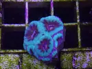 [TodoMarino.com] Nueva llegada - Peces, Corales y Esquejes!
