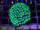 [TodoMarino.com] Nueva llegada - Peces, Corales y Esquejes!
