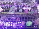[TodoMarino.com] Nueva llegada - Peces, Corales y Esquejes!