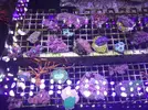 [TodoMarino.com] Nueva llegada - Peces, Corales y Esquejes!