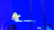 [TodoMarino.com] Nueva llegada - Peces, Corales y Esquejes!