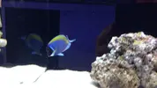 [TodoMarino.com] Nueva llegada - Peces, Corales y Esquejes!