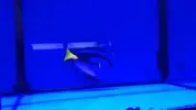 [TodoMarino.com] Nueva llegada - Peces, Corales y Esquejes!