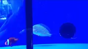 [TodoMarino.com] Nueva llegada - Peces, Corales y Esquejes!