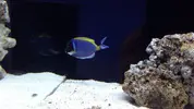 [TodoMarino.com] Nueva llegada - Peces, Corales y Esquejes!
