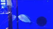 [TodoMarino.com] Nueva llegada - Peces, Corales y Esquejes!