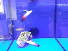 [TodoMarino.com] Nueva llegada - Peces, Corales y Esquejes!