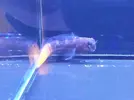 [TodoMarino.com] Nueva llegada - Peces, Corales y Esquejes!