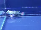 [TodoMarino.com] Nueva llegada - Peces, Corales y Esquejes!