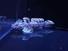 [TodoMarino.com] Nueva llegada - Peces, Corales y Esquejes!