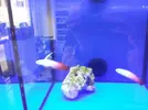 [TodoMarino.com] Nueva llegada - Peces, Corales y Esquejes!