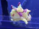 [TodoMarino.com] Nueva llegada - Peces, Corales y Esquejes!