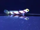 [TodoMarino.com] Nueva llegada - Peces, Corales y Esquejes!