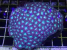 [TodoMarino.com] Nueva llegada - Peces, Corales y Esquejes!