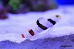[TodoMarino.com] .....:::::::: Seadreams :::::::::.....