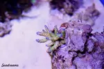 [TodoMarino.com] .....:::::::: Seadreams :::::::::.....