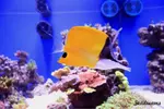 [TodoMarino.com] .....:::::::: Seadreams :::::::::.....