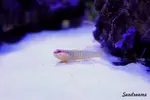 [TodoMarino.com] .....:::::::: Seadreams :::::::::.....