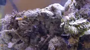 [TodoMarino.com] acuario nano 80l y sump 40l