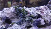 [TodoMarino.com] acuario nano 80l y sump 40l