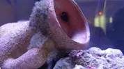 [TodoMarino.com] acuario nano 80l y sump 40l