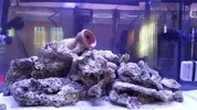 [TodoMarino.com] acuario nano 80l y sump 40l