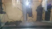 [TodoMarino.com] acuario nano 80l y sump 40l