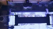 [TodoMarino.com] acuario nano 80l y sump 40l
