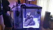 [TodoMarino.com] acuario nano 80l y sump 40l