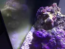 [TodoMarino.com] Alga verde, ayuda!!!
