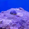 [TodoMarino.com] Nuevo proyecto de 550L
