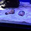 [TodoMarino.com] Nuevo proyecto de 550L