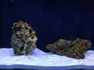 [TodoMarino.com] Nuevo-  nano marine ocean free 96