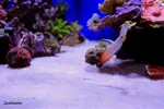 [TodoMarino.com] .....:::::::: Seadreams :::::::::.....