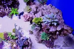 [TodoMarino.com] .....:::::::: Seadreams :::::::::.....