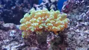 [TodoMarino.com] Cómo se llama este coral