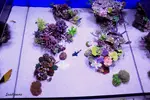 [TodoMarino.com] .....:::::::: Seadreams :::::::::.....