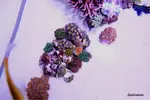 [TodoMarino.com] .....:::::::: Seadreams :::::::::.....