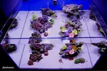 [TodoMarino.com] .....:::::::: Seadreams :::::::::.....