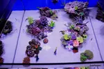 [TodoMarino.com] .....:::::::: Seadreams :::::::::.....