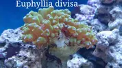 [TodoMarino.com] Cómo se llama este coral