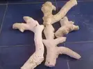 [TodoMarino.com] Compro ramas de coral