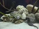[TodoMarino.com] mi primer acuario